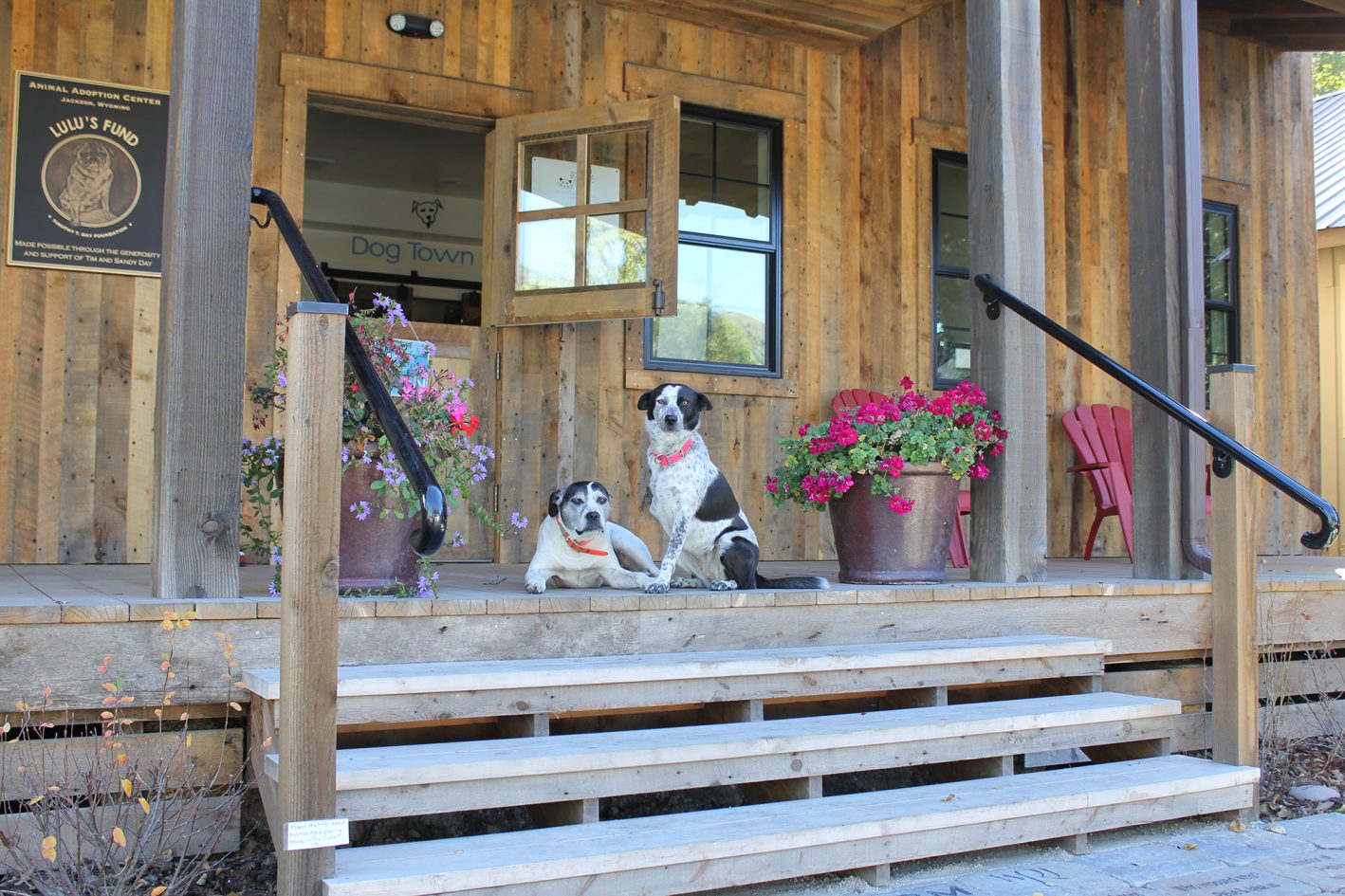 animal adoption center porch