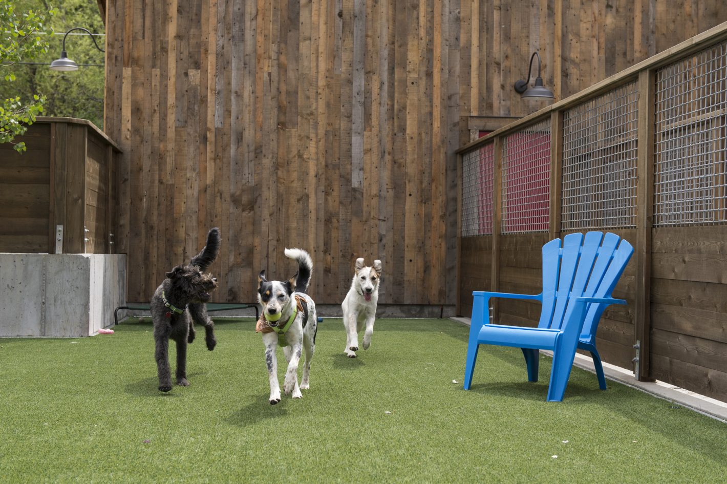 animal adoption center dog yard